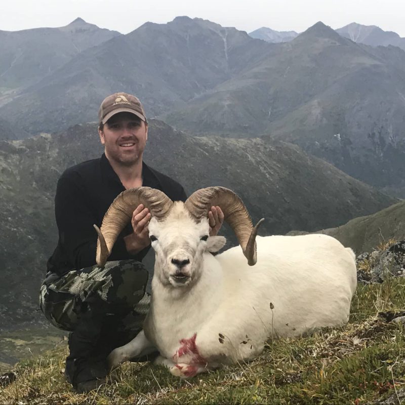 Big Dall Sheep Hunt Alaska