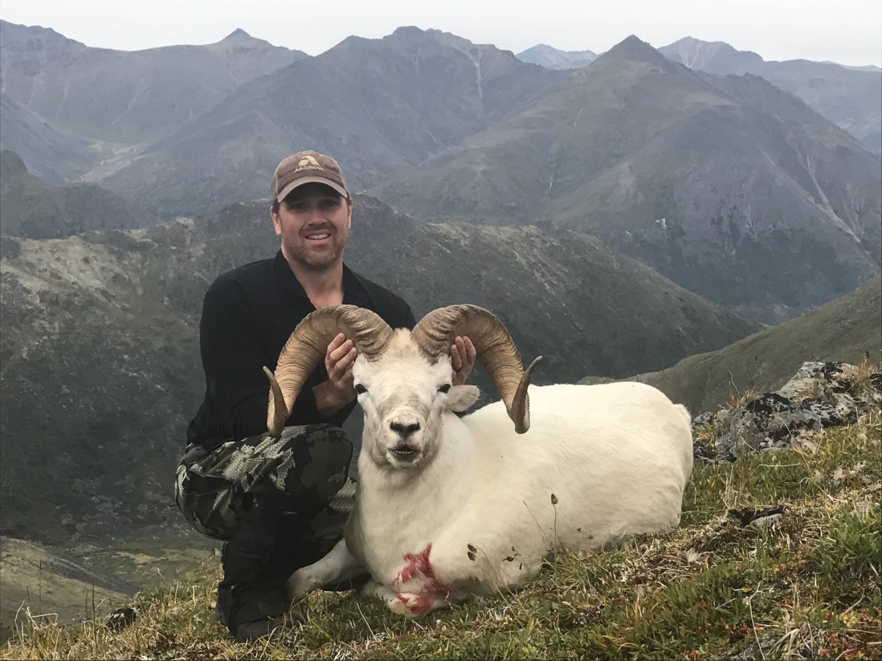 Big Dall Sheep Hunt Alaska