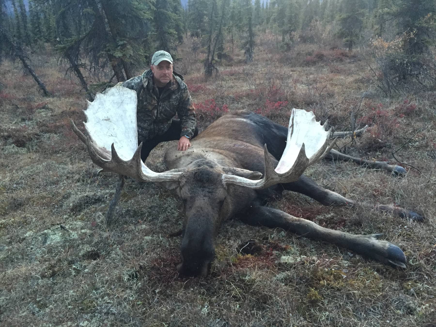 Brooks Range Moose Hunts