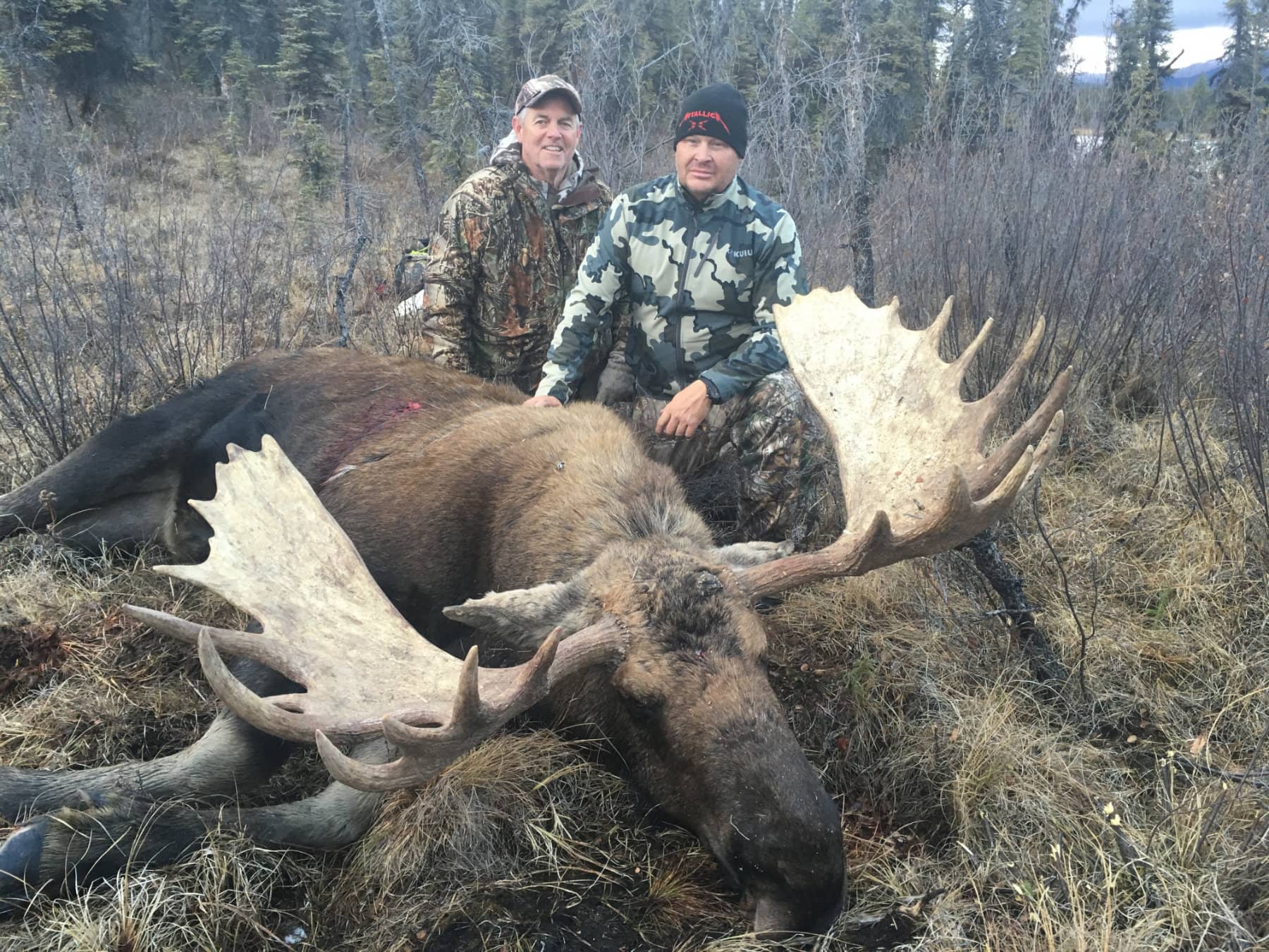 Bull Moose Hunts