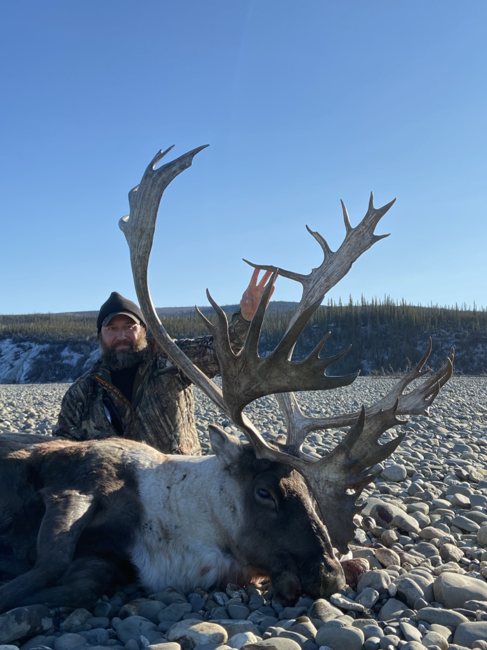 Caribou Hunt Review Tyrrell's Trails