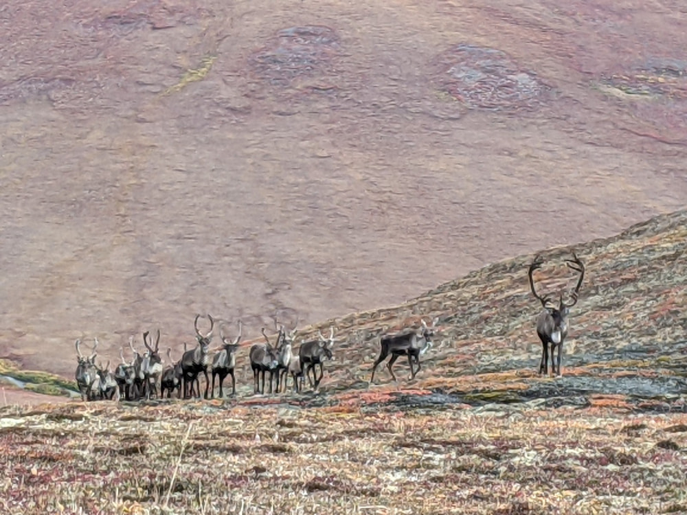 Caribou Hunt Review Brooks Range