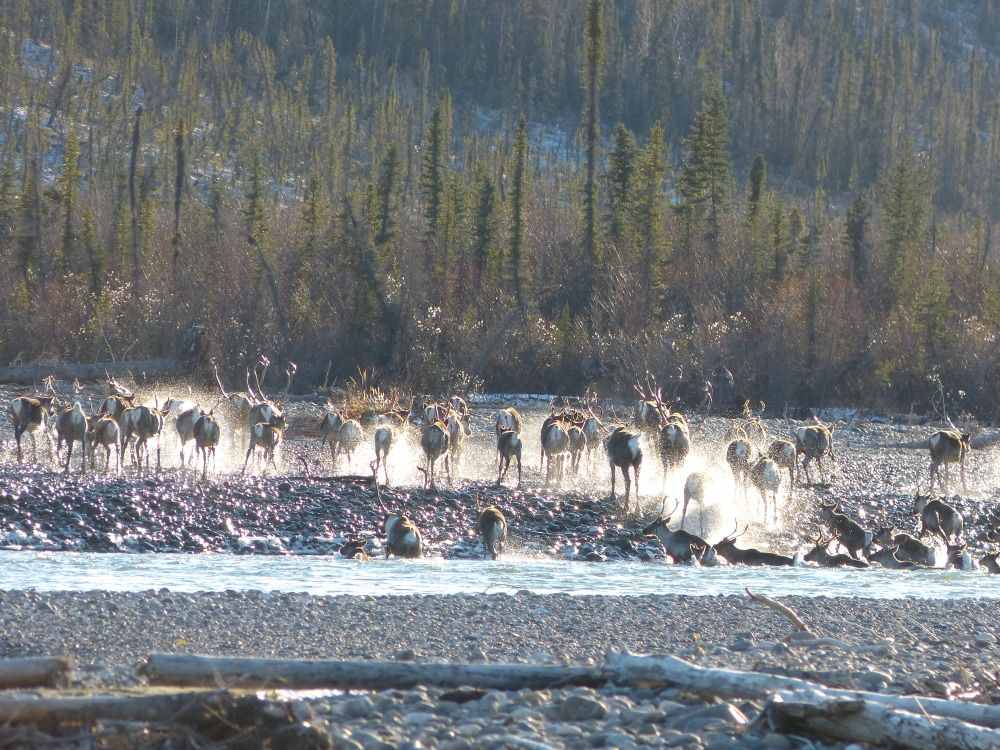 AK Caribou